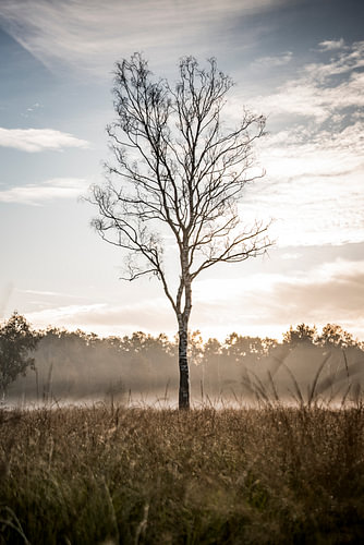 Birkenbaum im Morgennebel mit sanftem goldenem Gegenlicht