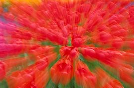 Explosion of tulips by Richard Wareham