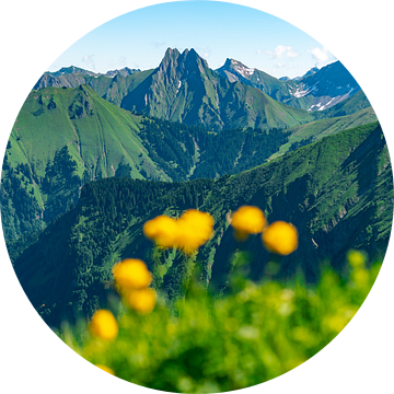 Trollenbloemen in de Allgäuer Alpen met uitzicht op Höfats van Leo Schindzielorz