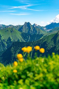 Trollenbloemen in de Allgäuer Alpen met uitzicht op Höfats van Leo Schindzielorz