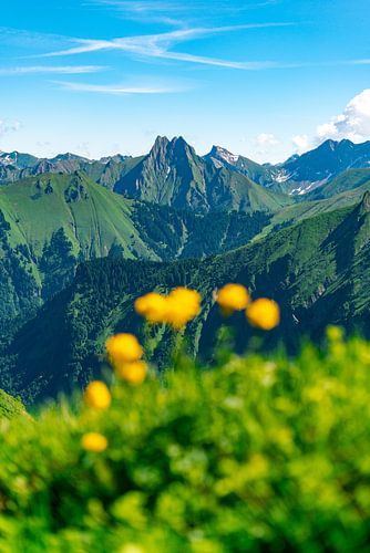 Trollenbloemen in de Allgäuer Alpen met uitzicht op Höfats