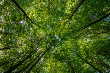 Beech Forest Canopy van Nicklas Gustafsson