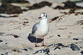 Möwe auf dem Sandstrand von Zingst von Martin Köbsch