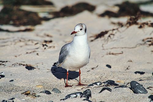 Möwe auf dem Sandstrand von Zingst