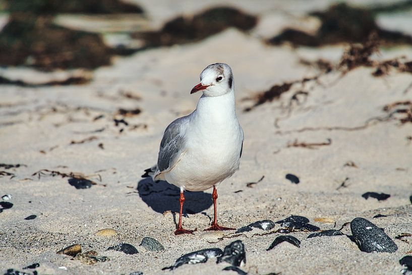 Zeemeeuw op het zandstrand van Zingst van Martin Köbsch