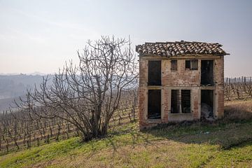 Alte Scheune und Weinberg in Piemont, Italien