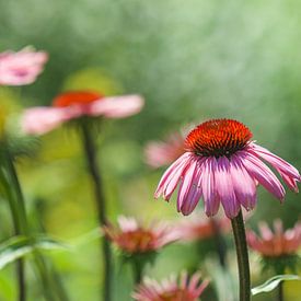 Zonnehoed/Echinacea van Lindy Hageman