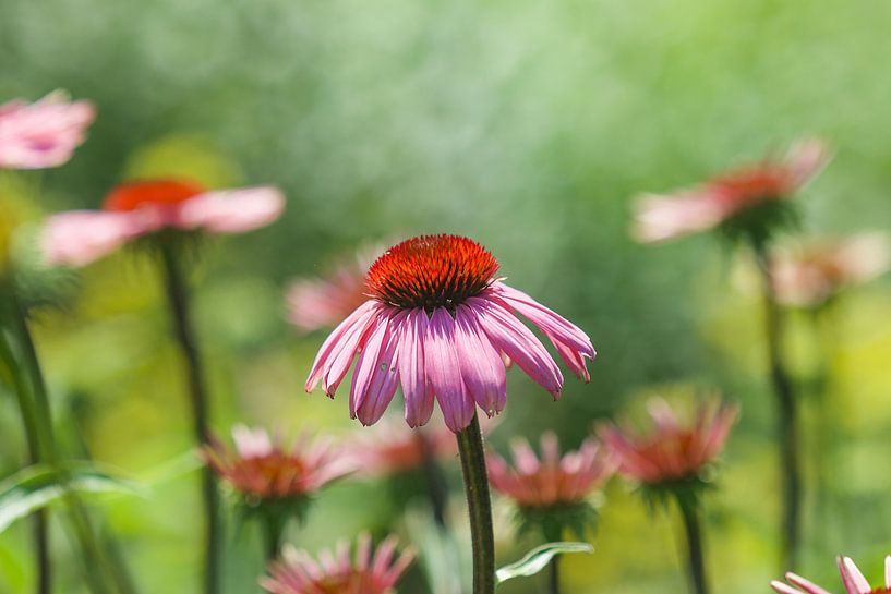 Zonnehoed/Echinacea by Lindy Hageman