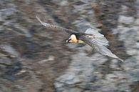 Bearded Vulture / Laemmergeier ( Gypaetus barbatus ) in flight, panning shot van wunderbare Erde thumbnail