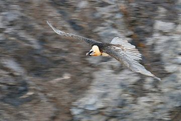Bearded Vulture / Laemmergeier ( Gypaetus barbatus ) in flight, panning shot van wunderbare Erde