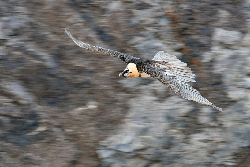 Bearded Vulture / Laemmergeier ( Gypaetus barbatus ) in flight, panning shot van wunderbare Erde