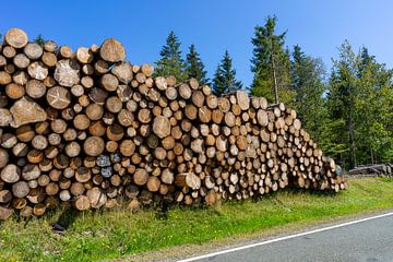 Gestapeld hout uit het Thüringer Woud van Animaflora PicsStock