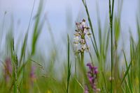 de wilde orchidee