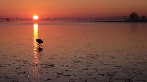 Morning ice walk cooter in natural spotlight