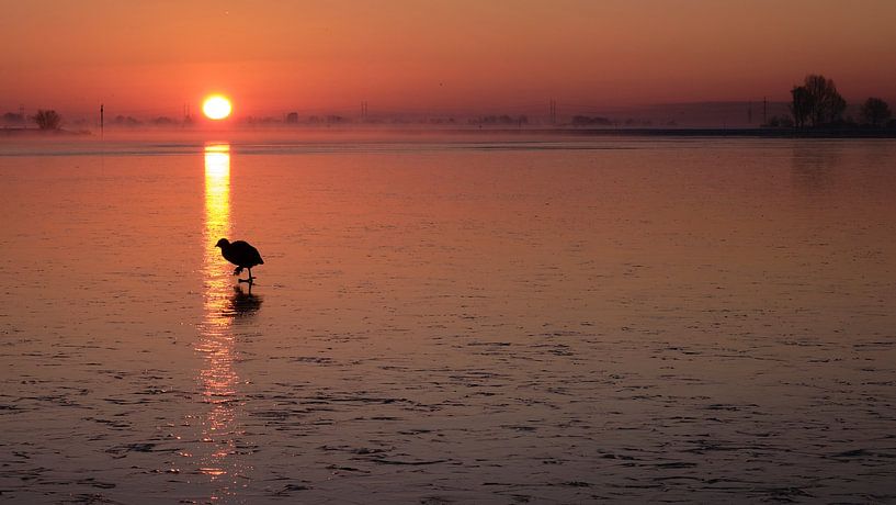 Morning ice walk cooter in natural spotlight by BJ Fleers