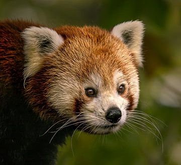 rode panda. van Wouter Van der Zwan