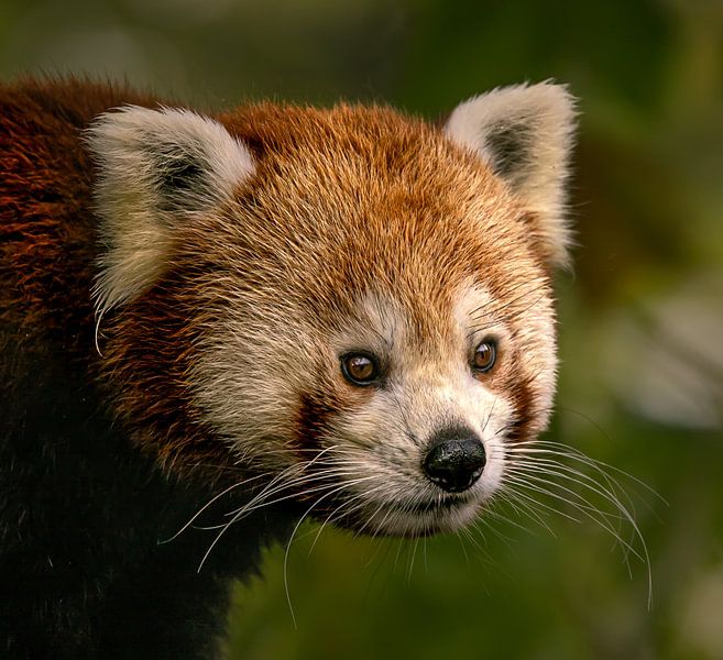 red panda. by Wouter Van der Zwan