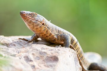 Lézard des Boucliers sur Angelika Stern