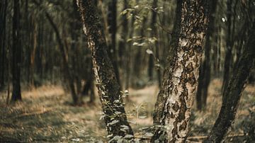 Berkenbomen in het bos van Ruben Terlouw