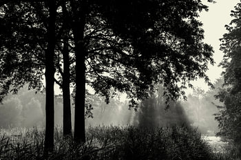 Contre-jour en noir et blanc