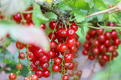Trauben von roten Beeren