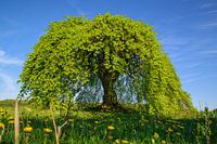 beech