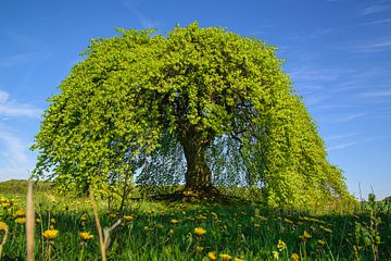 beech by Heinz Grates