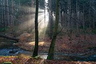 Lichtstrahlen im ruhigen Winterwald von Heidemuellerin Miniaturansicht