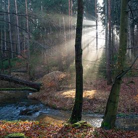 Lichtstrahlen im ruhigen Winterwald von Heidemuellerin