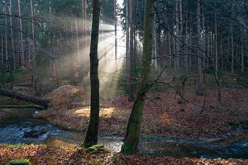 Rayons de lumière dans le calme de la forêt hivernale