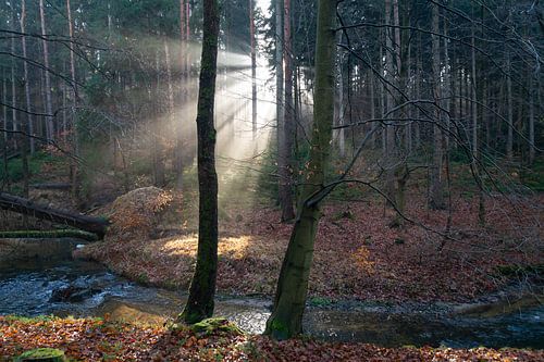 Rays of light in the calm winter forest