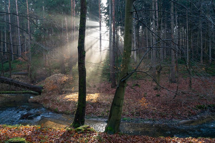 Lichtstrahlen im ruhigen Winterwald von Heidemuellerin