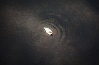 Alle eendjes zwemmen in het water