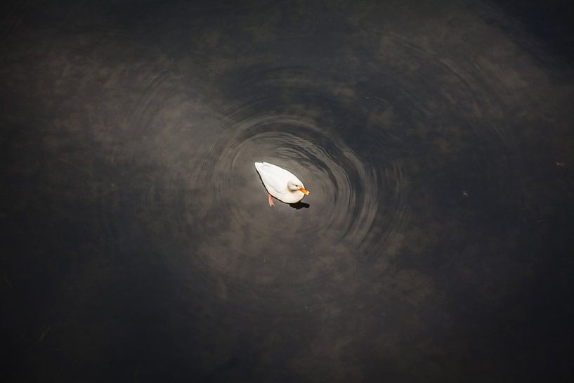 Swimming duck par Stefan Lucassen