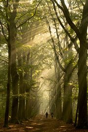 Beautiful Solar Harps by Sabina Meerman