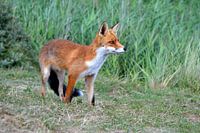 Young Fox ( Col. 2014 ) 