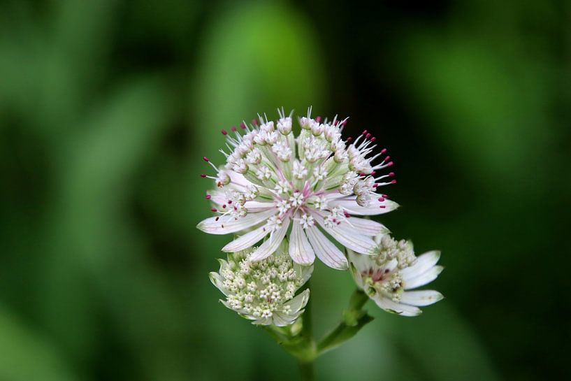 White flower 1 by Paul Emons