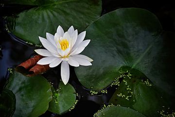 Graceful water lily on leaves by marlika art