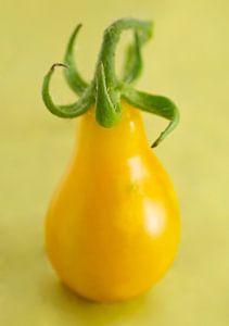 Gelbe Birnentomate auf Gelb