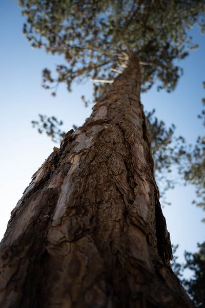 Tree perspective by Niek De Ridder