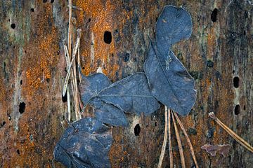 le bois mourant, source de vie sur Peter Smeekens