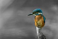 Eisvogel im Fokus - Farbexplosion auf monochromem Hintergrund