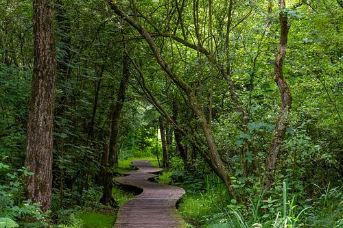 The raft path through the swamp.