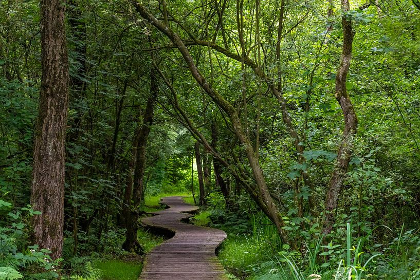 Le chemin de planches à travers le marais. par Els Oomis