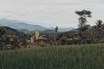 Authentische tropische Ausblicke in Bali, Indonesien von Troy Wegman