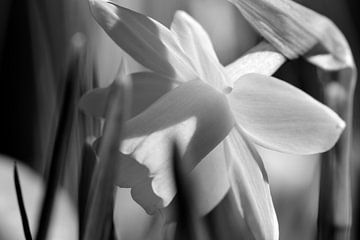 A sunny daffodil in black and white