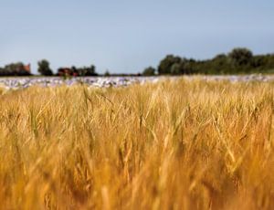 Grains dans la lumière du soir