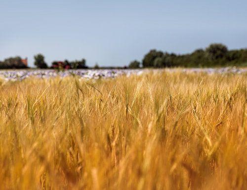 Granen in het avondlicht van Percy's fotografie