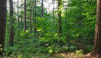 groene wal
