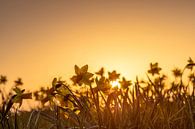Daffodils at sunset by jaapFoto thumbnail